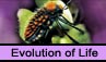 Evolution of Life