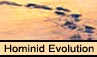 Hominid Evolution