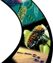 Educational Curriculum Based on the Theme of Evolution